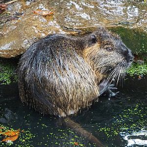 Nutria (Myocastor coypus), 2022-10-29