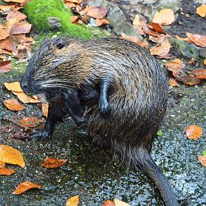 Nutria (Myocastor coypus), 2022-10-29