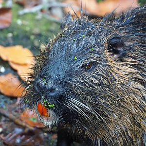 Nutria (Myocastor coypus), 2022-10-29
