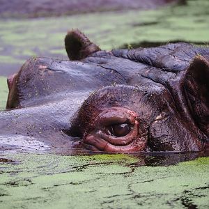 Hippopotamus (Hippopotamus amphibius), 2022-10-29