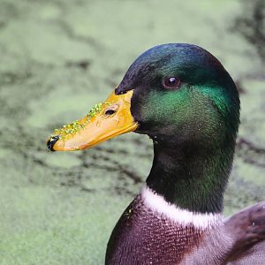 Wild Mallard drake (Anas platyrhynchos), 2022-10-29