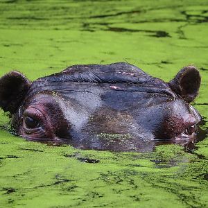 Hippopotamus (Hippopotamus amphibius), 2022-10-29