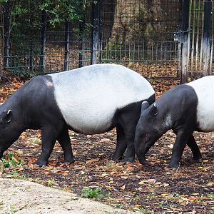 Malayan tapirs (Tapirus indicus), 2022-10-29