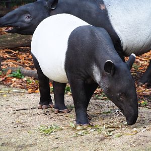 Malayan tapir (Tapirus indicus), 2022-10-29