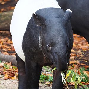 Malayan tapir (Tapirus indicus), 2022-10-29
