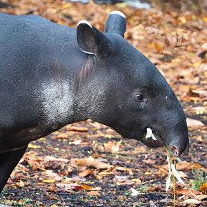 Malayan tapir (Tapirus indicus), 2022-10-29