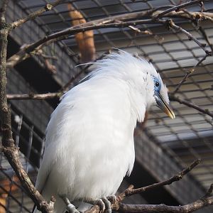 Bali myna (Leucopsar rothschildi), 2022-10-29