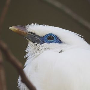 Bali myna (Leucopsar rothschildi), 2022-10-29