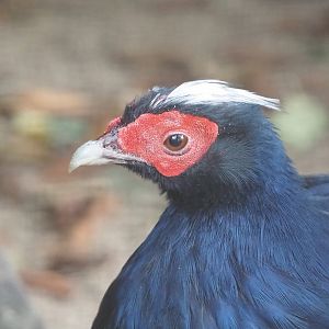 Edwards's pheasant (Lophura edwardsi), 2022-10-29