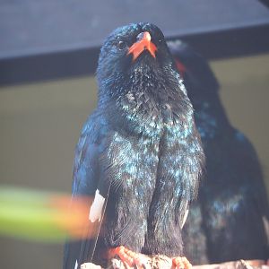 Green woodhoopoe (Phoeniculus purpureus), 2022-10-29