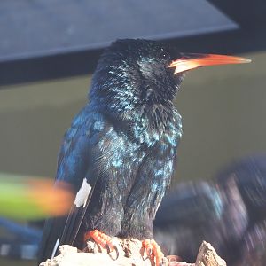 Green woodhoopoe (Phoeniculus purpureus), 2022-10-29