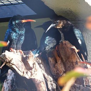 Green woodhoopoes (Phoeniculus purpureus), 2022-10-29