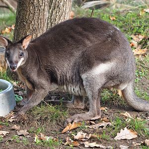 Dusky pademelon (Thylogale brunii), 2022-10-29