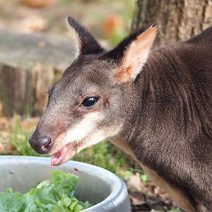 Dusky pademelon (Thylogale brunii), 2022-10-29