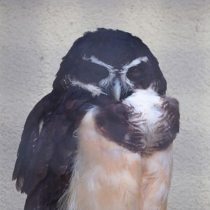 Spectacled owl (Pulsatrix perspicillata), 2022-10-29