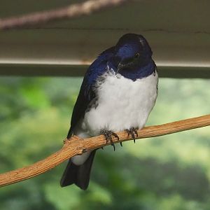 Amethyst starling (Cinnyricinclus leucogaster), 2022-10-29