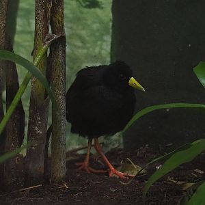 Black crake (Zapornia flavirostra), 2022-10-29