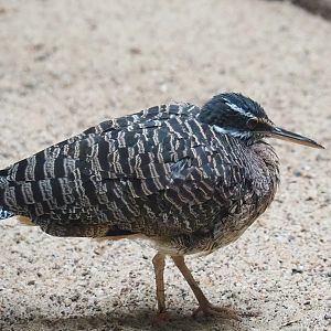 Sunbittern (Eurypyga helias), 2022-10-29
