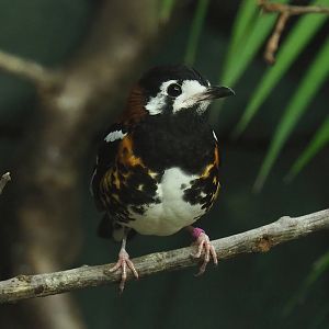 Chestnut-backed ground-thrush (Geokichla dohertyi), 2022-10-29
