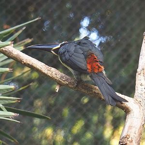Green aracari (Pteroglossus viridis), 2022-10-29