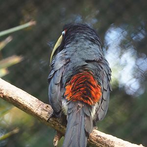 Green aracari (Pteroglossus viridis), 2022-10-29