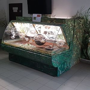 Leafcutter ant display in Zoo Zamosc
