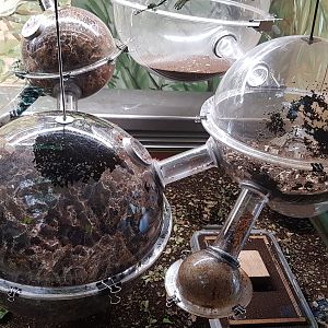 Leafcutter ant display in Zoo Zamosc