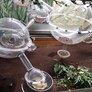 Leafcutter ant display in Zoo Zamosc