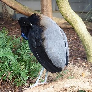 Grey-winged trumpeter (Psophia crepitans), 2022-10-29