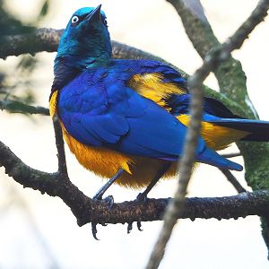 Golden-breasted starling (Lamprotornis regius), 2022-10-29