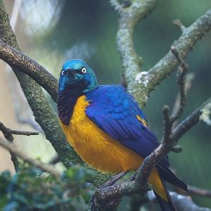 Golden-breasted starling (Lamprotornis regius), 2022-10-29