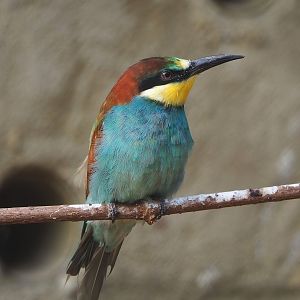 European bee-eater (Merops apiaster), 2022-10-29