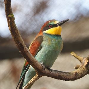 European bee-eater (Merops apiaster), 2022-10-29