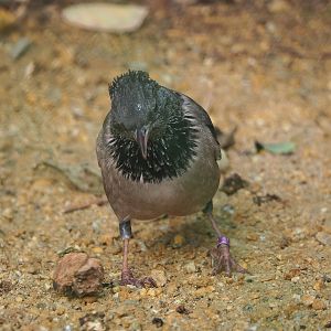 Rosy starling (Pastor roseus), 2022-10-29