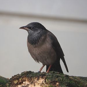 Rosy starling (Pastor roseus), 2022-10-29