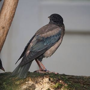 Rosy starling (Pastor roseus), 2022-10-29