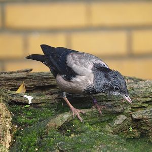 Rosy starling (Pastor roseus), 2022-10-29