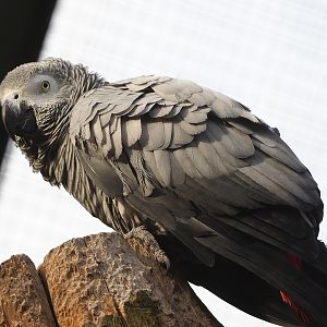 Congo African grey parrot (Psittacus erithacus), 2022-10-29