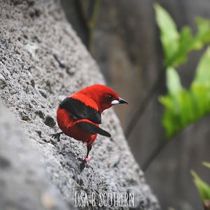 Brazilian Tanager