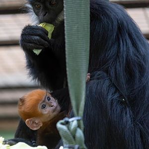 Francois Langur and infant, ZSL Whipsnade, UK