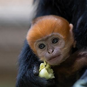 Francois Langur infant, ZSL Whipsnade, UK