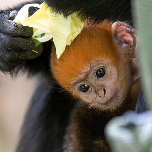 Francois Langur infant, ZSL Whipsnade, UK