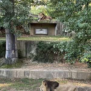 Great cats, African lions