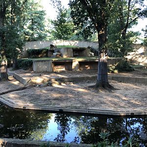 Great cats, African lion exhibit