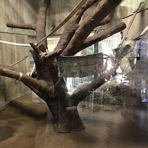 Great ape house, indoor enclosures