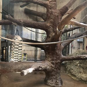 Great ape house, indoor enclosures