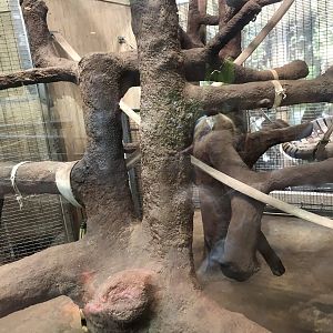 Great ape house, indoor enclosures