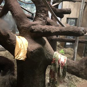 Great ape house, indoor enclosures