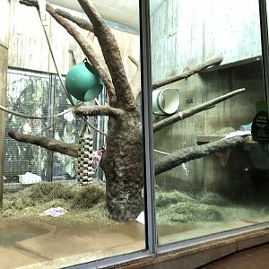 Great ape house, indoor enclosures