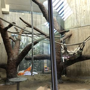 Great ape house, indoor enclosures